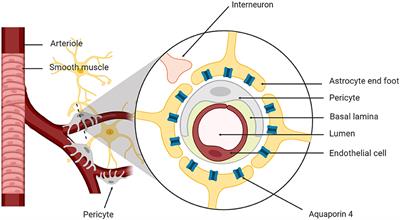 Astrocytes, HIV and the Glymphatic System: A Disease of Disrupted Waste Management?